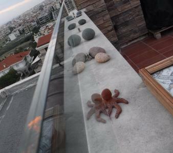 5stars Loft Pilea